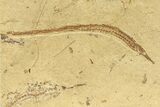 Plate of Rare Pipefish (Syngnathus & Hipposyngnathus) Fossils #294296-1